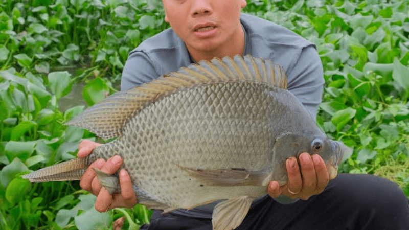 Giấc mơ thấy cá rô phi to và những con số may mắn