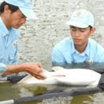 Giấc mơ cá trắm sinh sản: Ý nghĩa tâm linh, điềm báo và các biến thể thường gặp