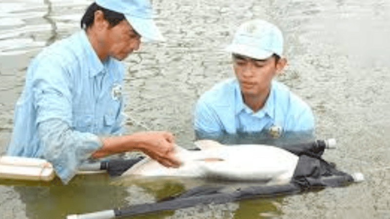 Giấc mơ cá trắm sinh sản: Ý nghĩa tâm linh, điềm báo và các biến thể thường gặp