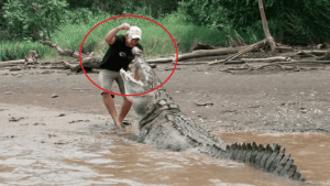 Mơ thấy mình giết cá sấu báo hiệu điều gì?