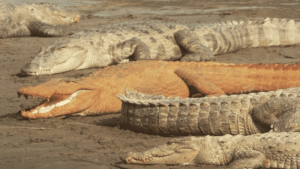 Nguyên nhân mơ thấy cá sấu màu vàng