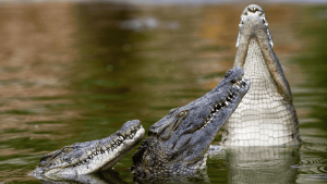 Phân tích các bối cảnh mơ thấy cá sấu đuổi theo bạn