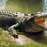 Hành Vi Cá Sấu Ngoài Đời Thực: Tổng Quan Và Những Sự Thật Gây Sốc
