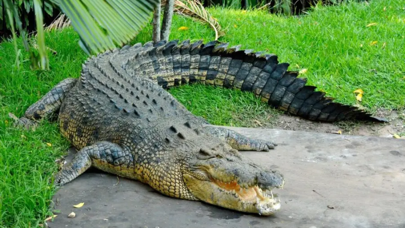 Tập Tính Xã Hội Và Sinh Sản Của Cá Sấu: Không Chỉ Là “Sát Thủ Đơn Độc”
